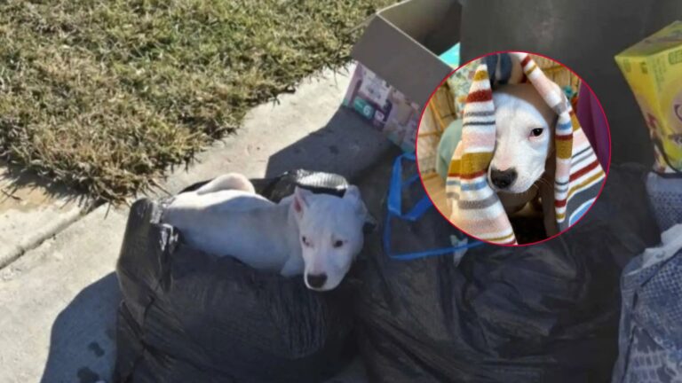 pup in trash