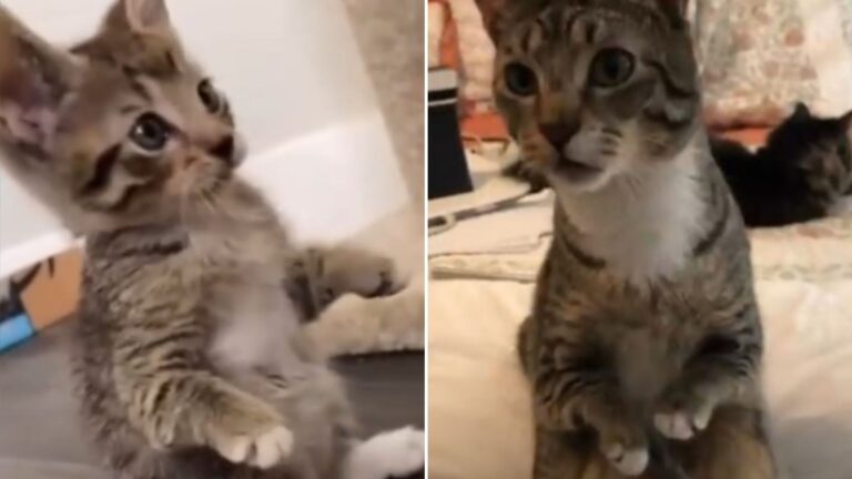 hopping cat