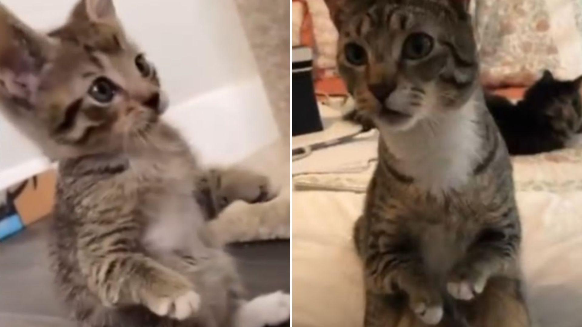 hopping cat