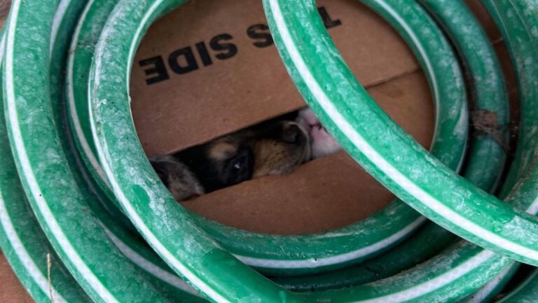 abandoned puppies in a box