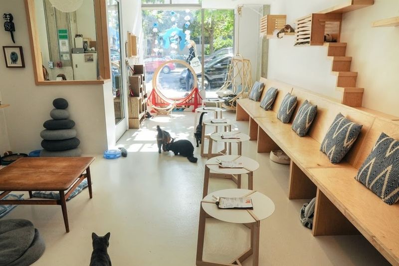 KitTea Cat Lounge – San Francisco