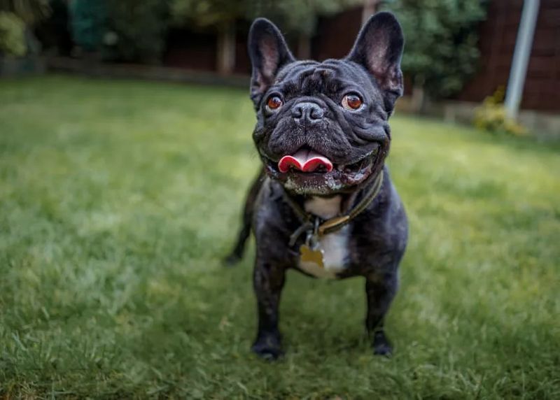 French Bulldog