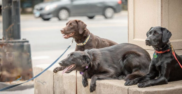The Friendliest Dogs You’ll Spot On Chicago Streets