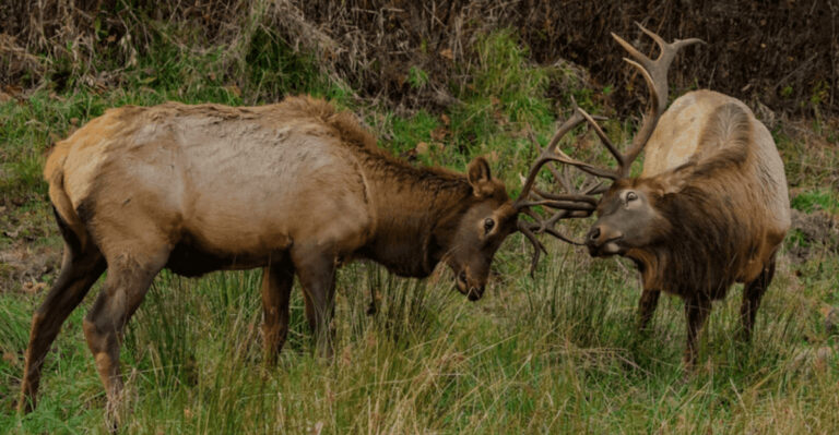 The Most Dangerous Animals In The Great Smoky Mountains National Park