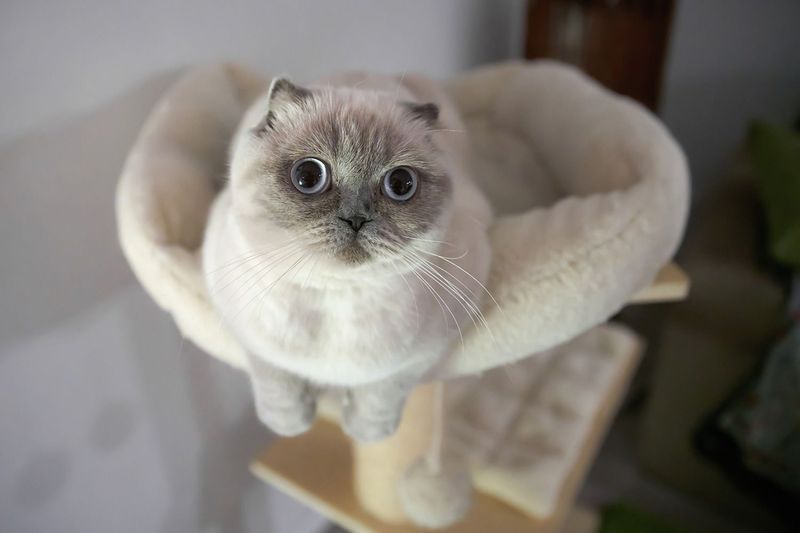 Scottish Fold