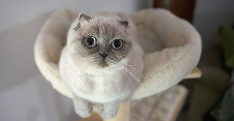 The Most Popular Cat Breeds For New York Apartments
