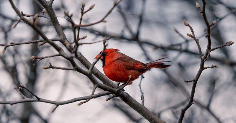 Northern Cardinal