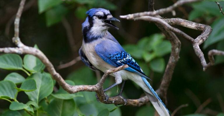 The Most Talked-About Birds Spotted In Central Park