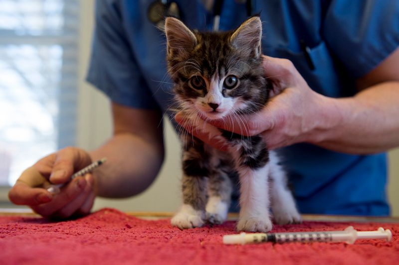 Why Many Residents Can't Afford Veterinary Care Anymore