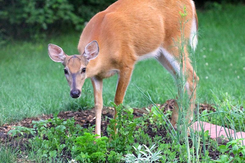 Curious White-Tailed Deer