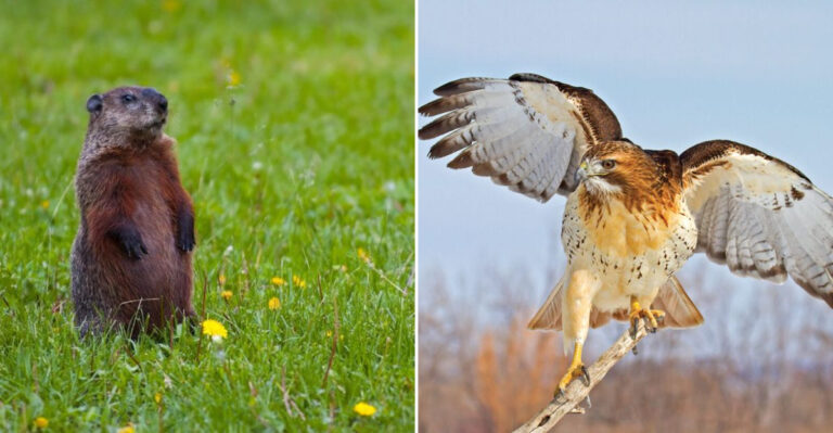 The Wild Animals North Carolina Residents See In Their Backyards