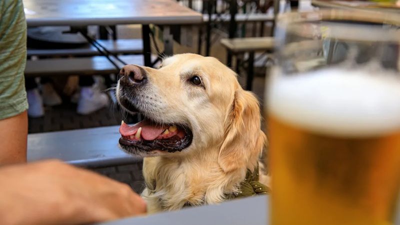 Beer Garden Buddies