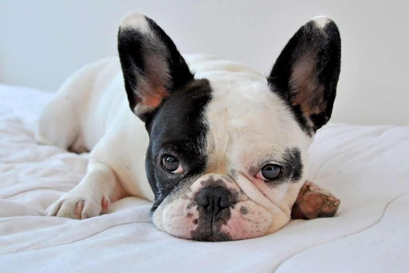 French Bulldogs
