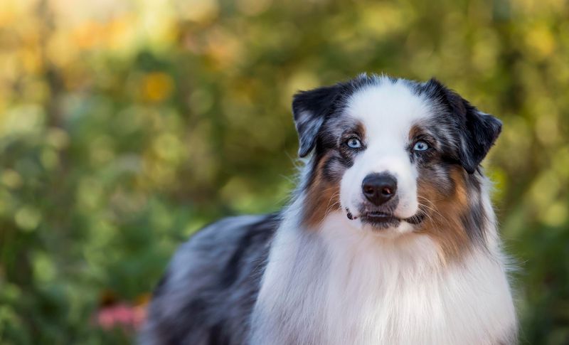 Miniature American Shepherd