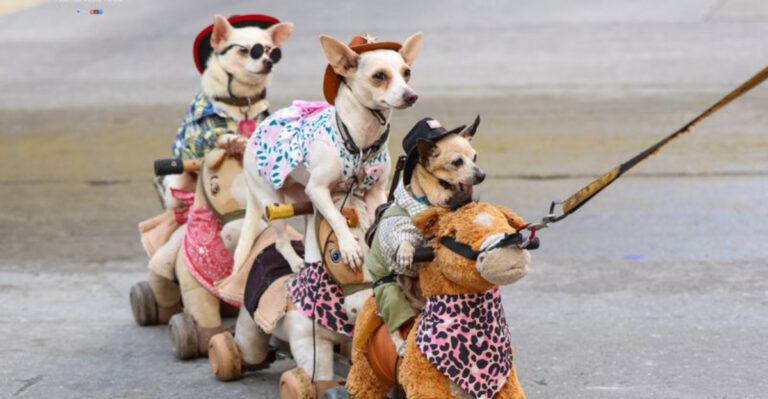 These Small Dog Breeds Absolutely Shine In Texas Rodeo Parades