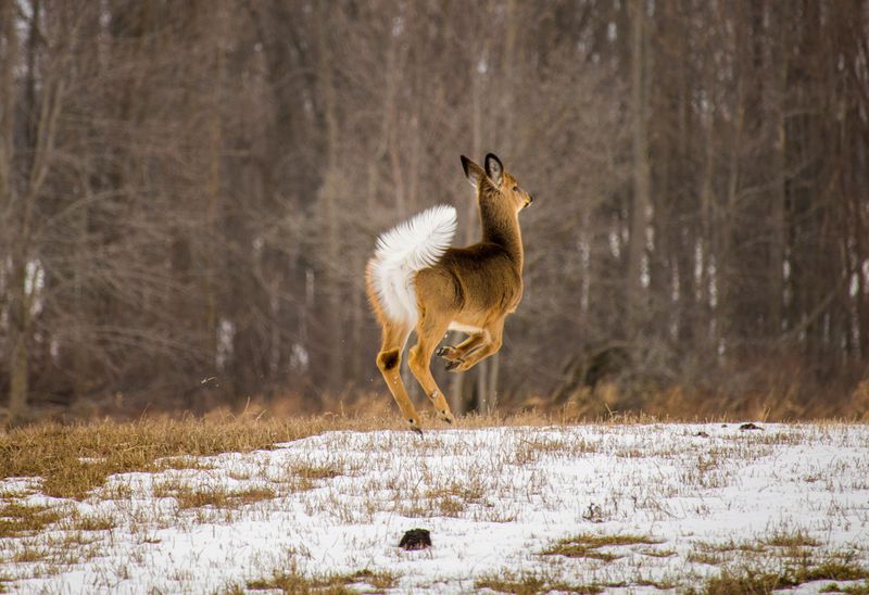 White-tailed Deer