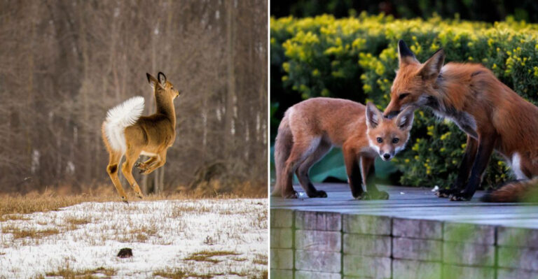 These Wild Animals Thrive In Chicago’s Urban Parks