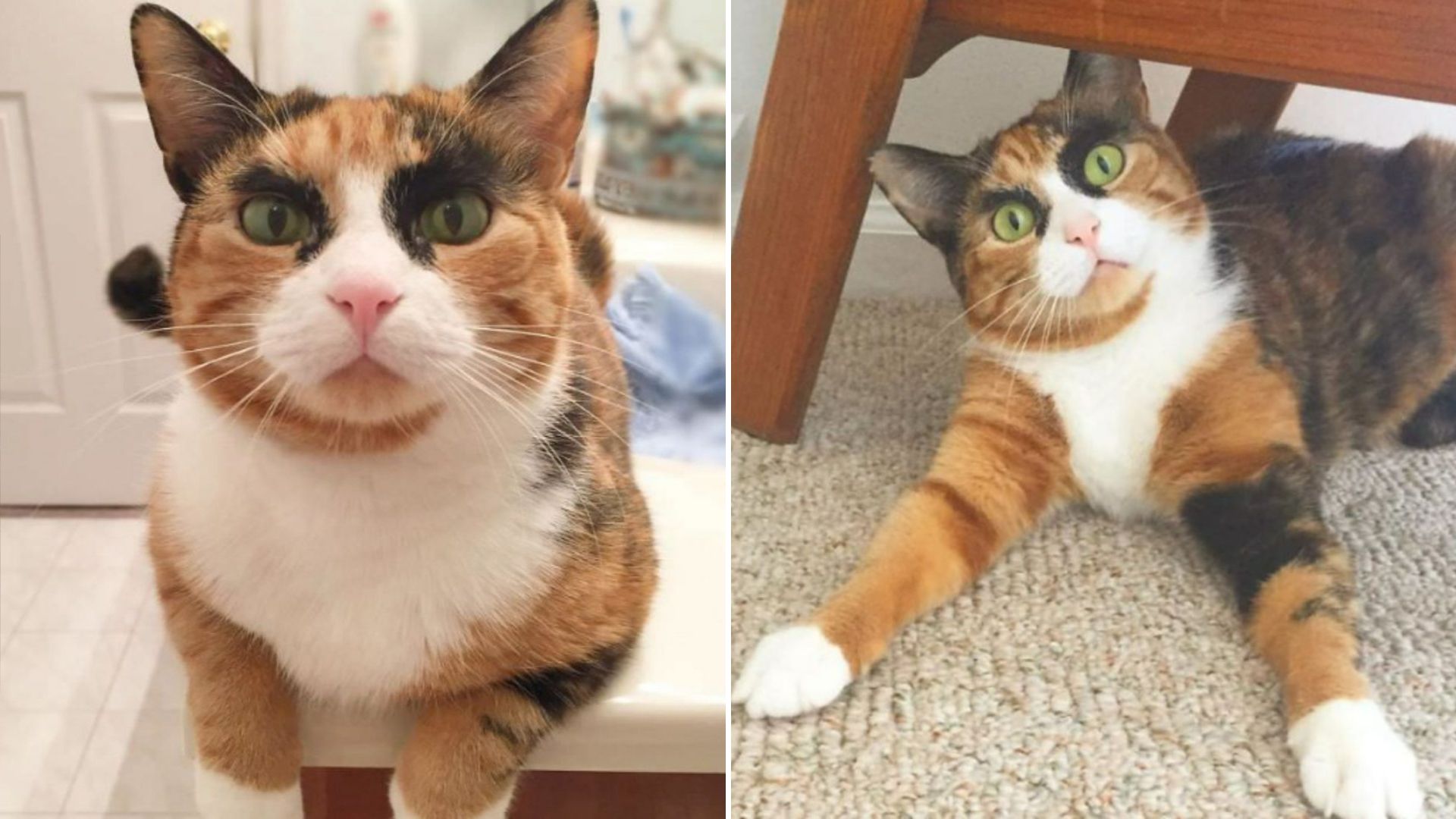 calico cat