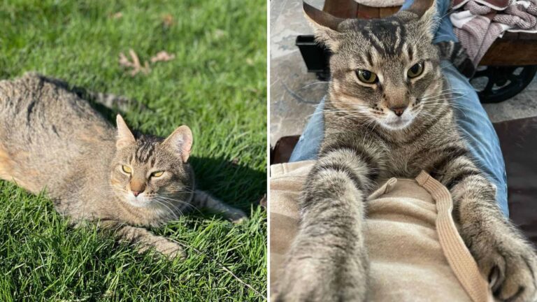 This Cat Walked Into An Ohio Garage Like She Owned The Place, Then Refused To Leave