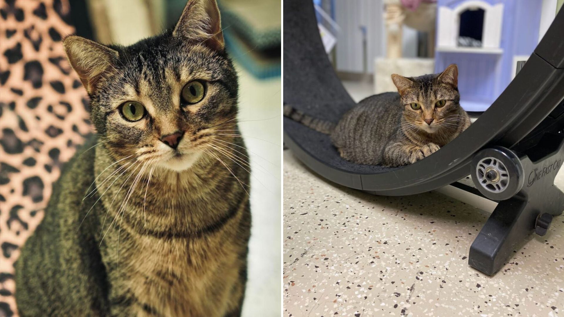 shelter cat