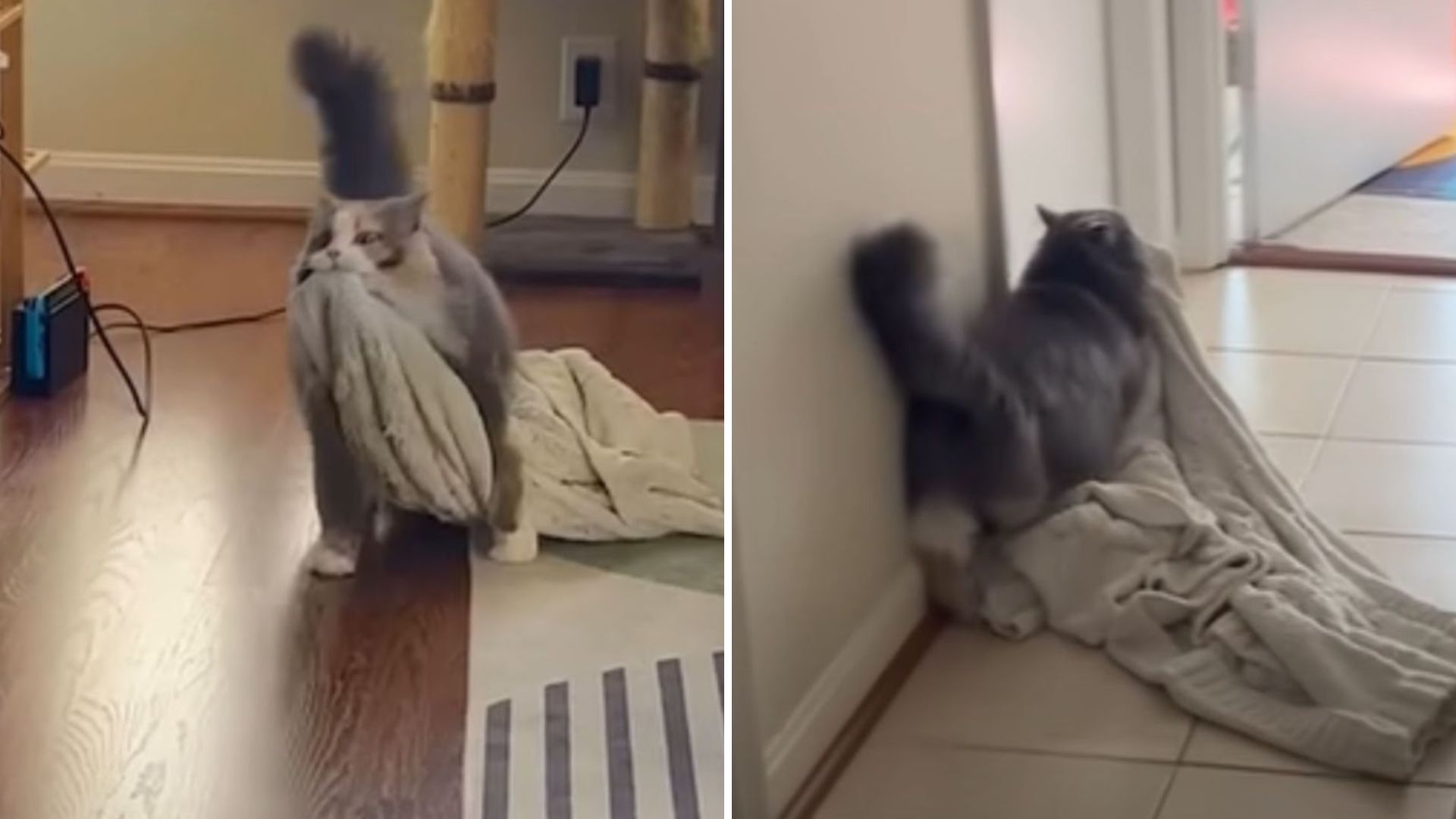 quirky cat