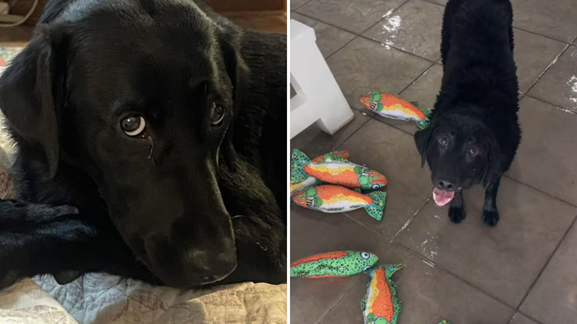 dog employer