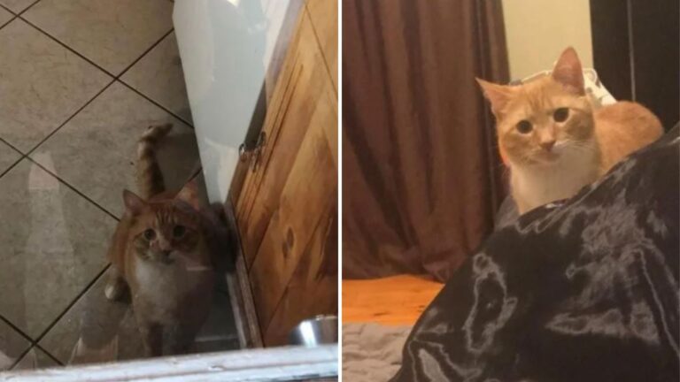 cat staring