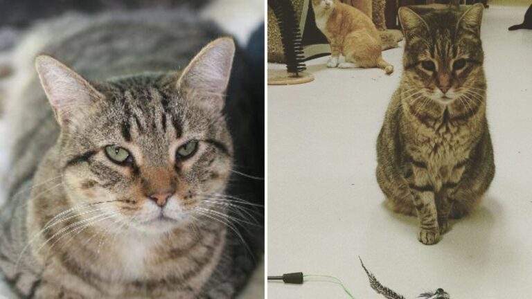 This Poor Cat Spent 13 Years In New York Shelter Before Finally Being Adopted