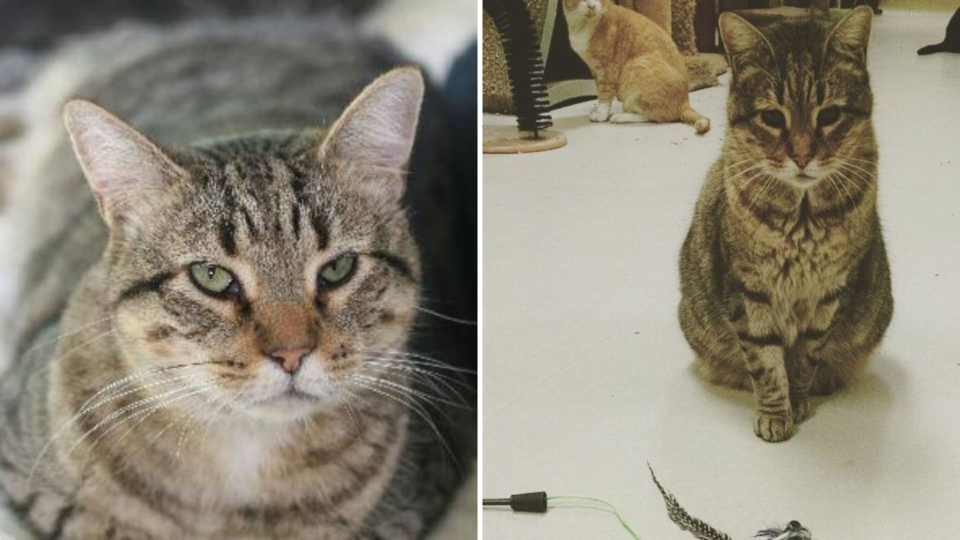 This Poor Cat Spent 13 Years In New York Shelter Before Finally Being Adopted