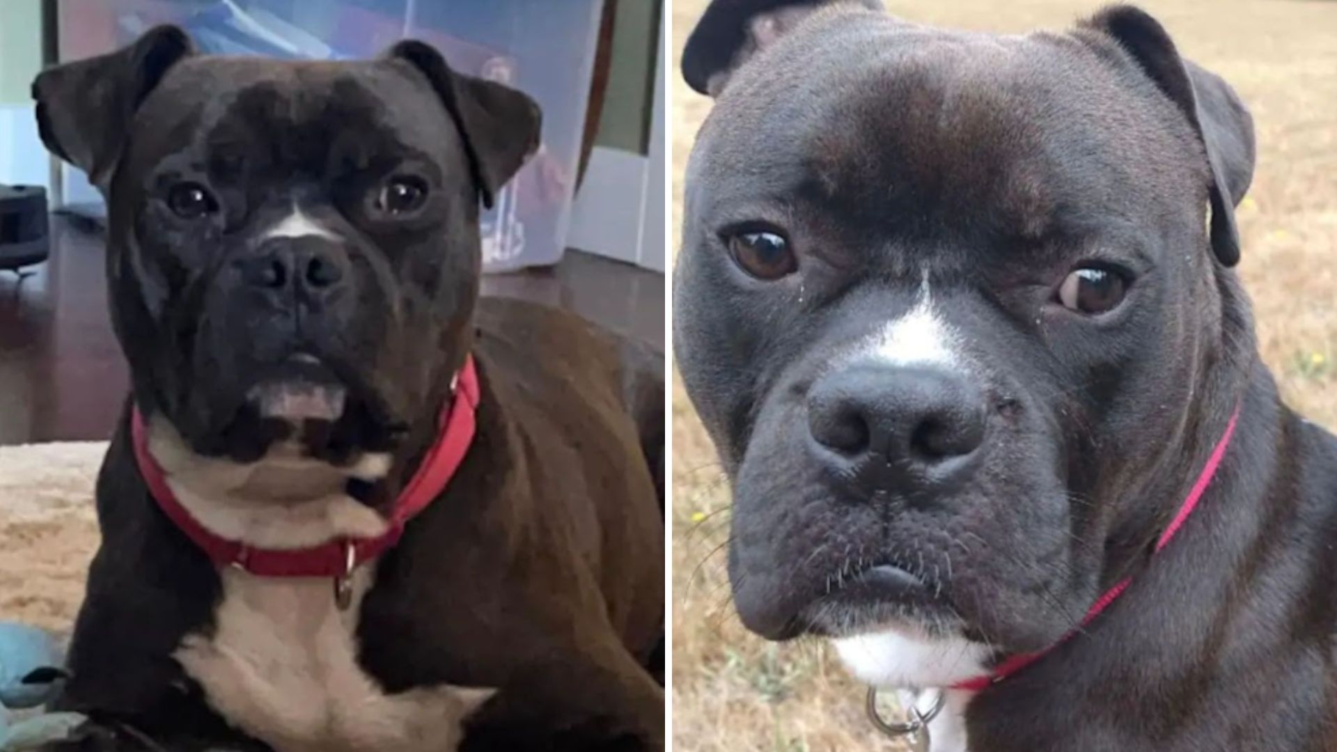 Rescue Dog