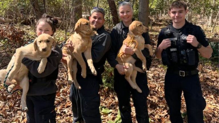three lab puppies