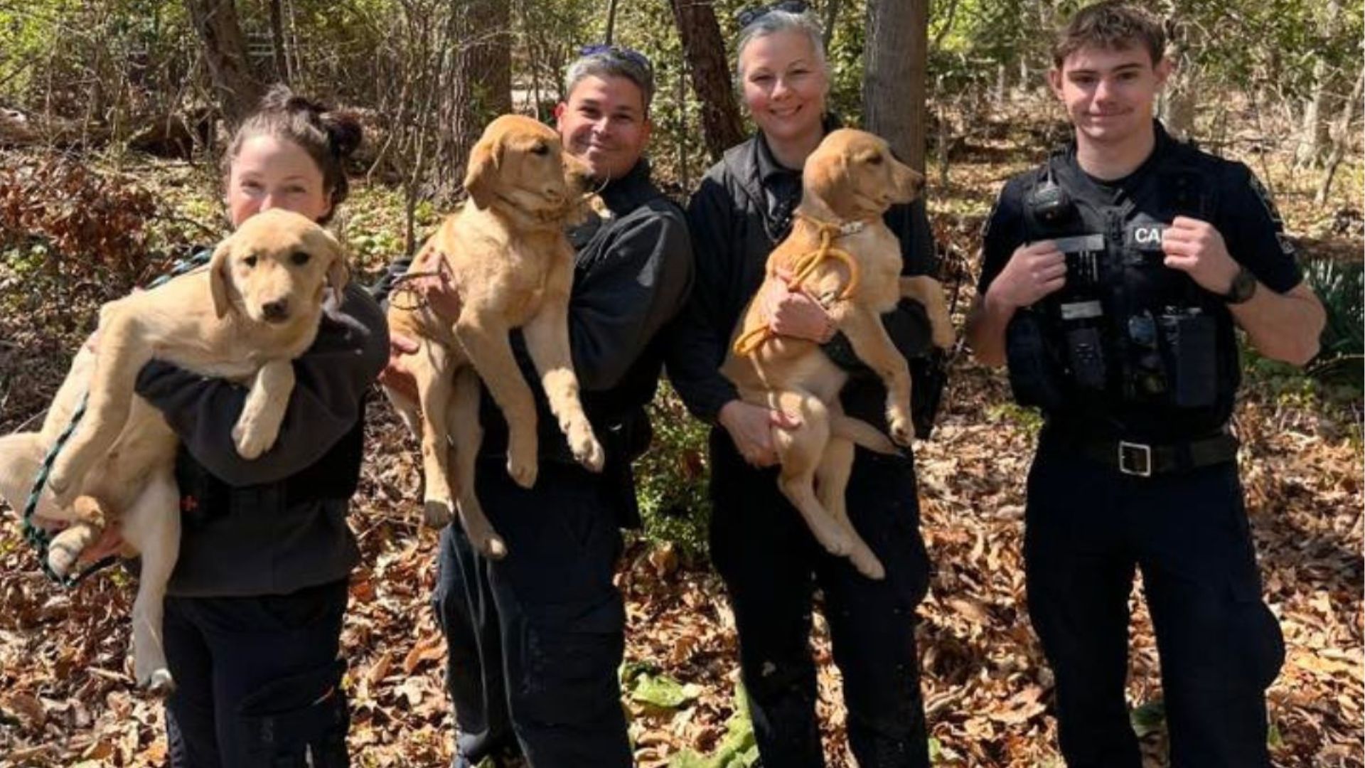 three lab puppies