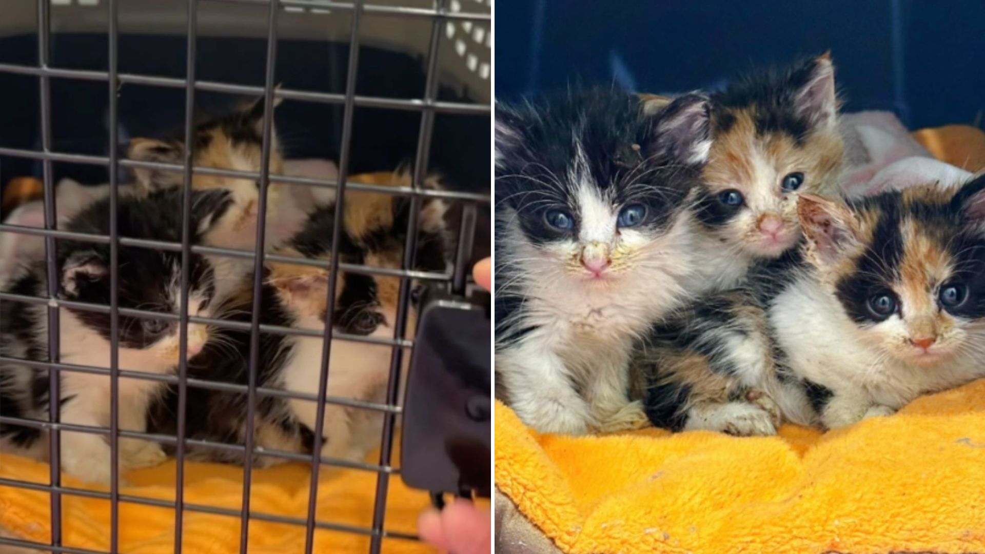 kittens in bad condition