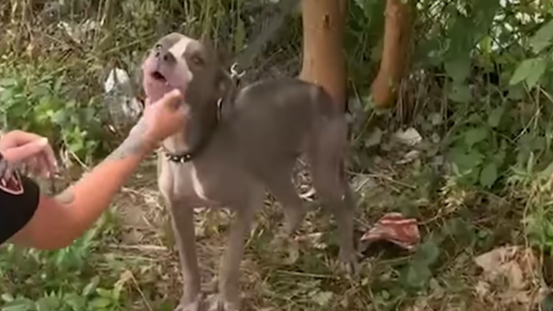 tied up dog