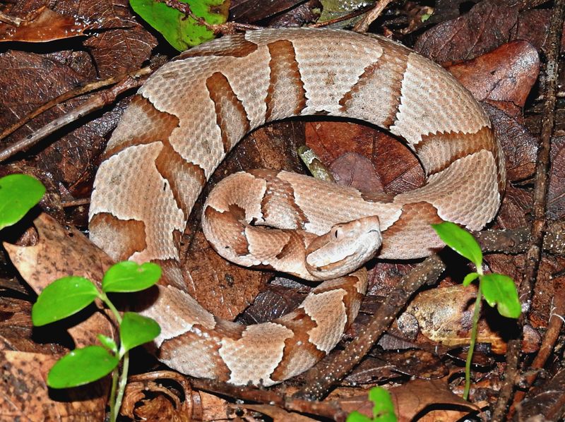 Northern Copperheads