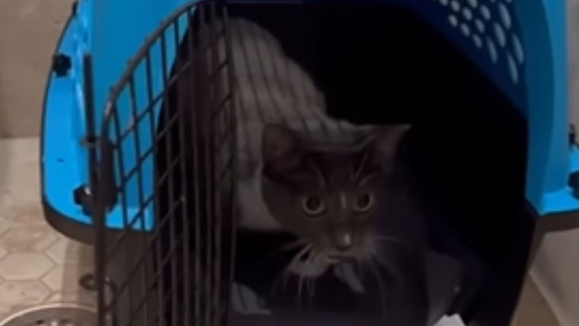 timid cat hiding