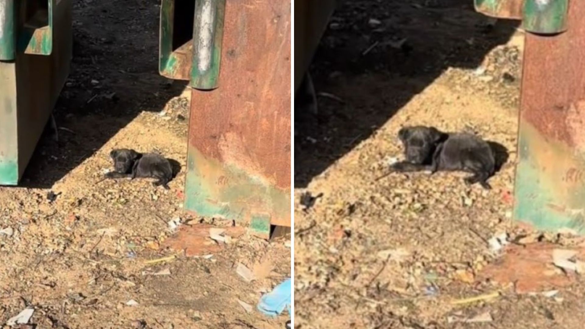 Tiny Abandoned Puppy Found Near Dumpster In Mississippi Struggles To Survive