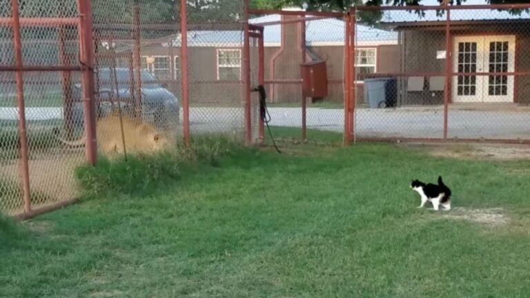 Tiny Cat Stands Up To Lioness At Texas Sanctuary And Shows Who's In Charge