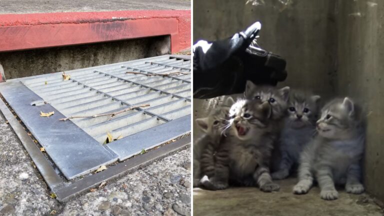 Tiny Cries From A Storm Drain Lead LA Rescuers To A Hidden Furry Family
