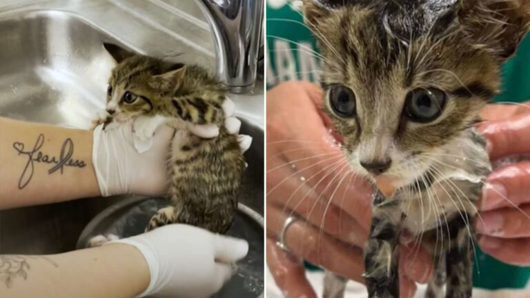 Tiny Kitten