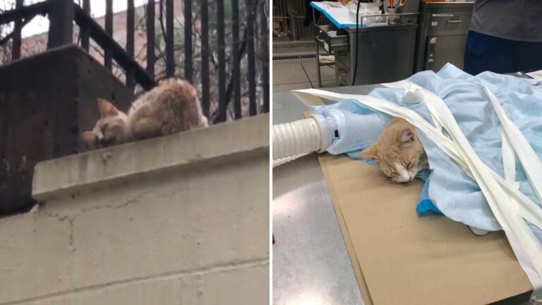 kitten curled up on ledge