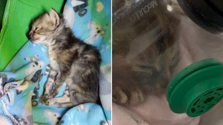 kitten injured after being squeezed
