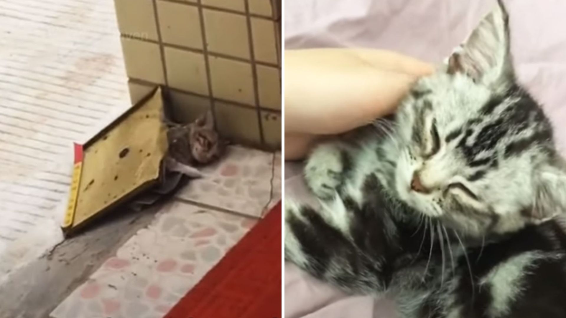 kitten stuck in a glue trap