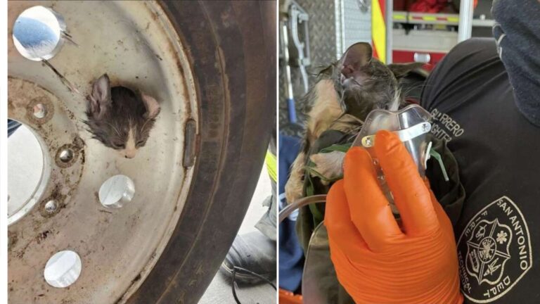 kitten stuck in a tire rim