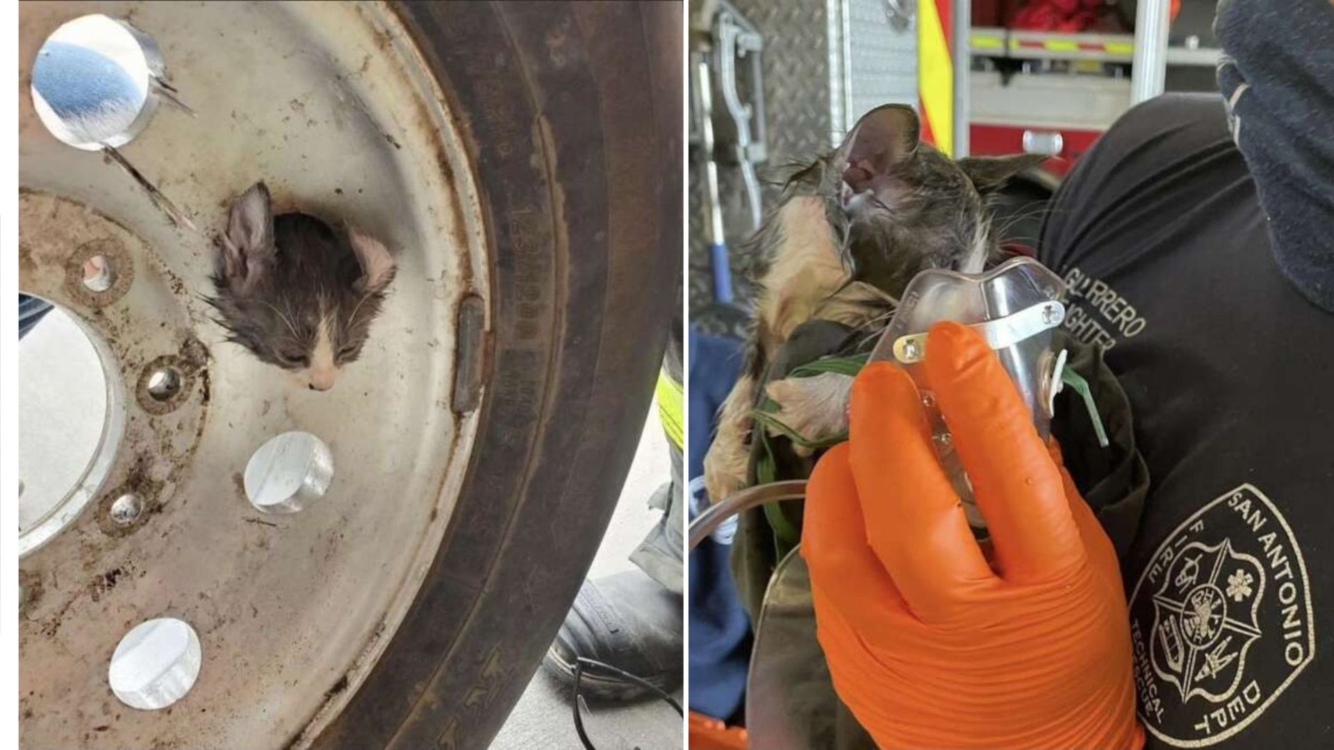 kitten stuck in a tire rim