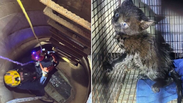 Tiny Kitten Stuck In A Storm Drain Gets Rescued In The Nick Of Time Thanks To Pittsburgh Police