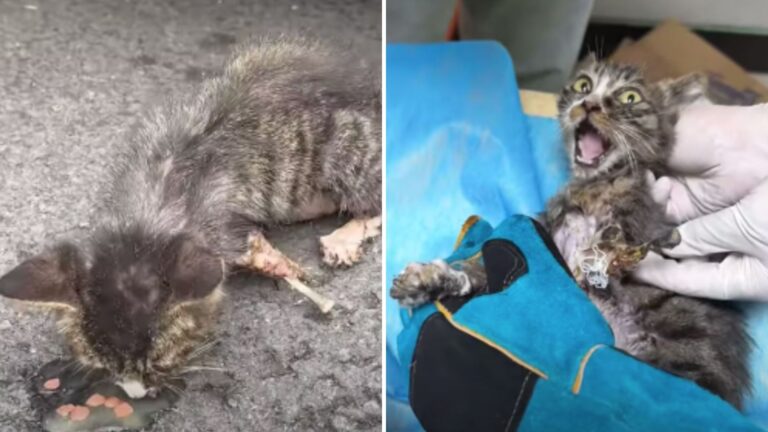 kitten attacked by a dog