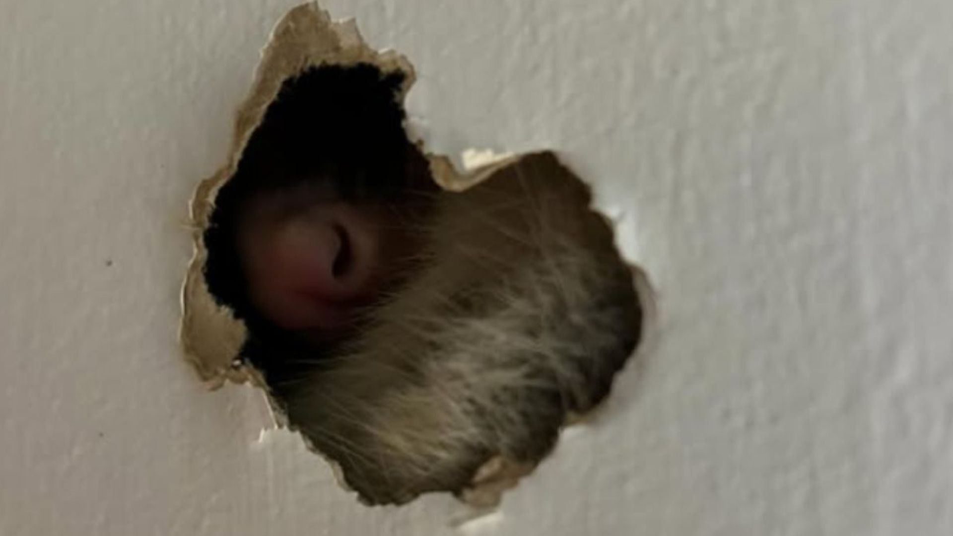 family finds possum in their wall