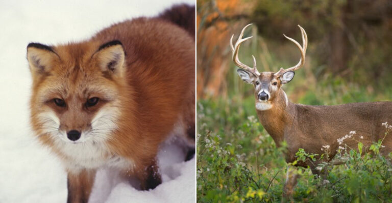 Top Animals And Wildlife In Ohio