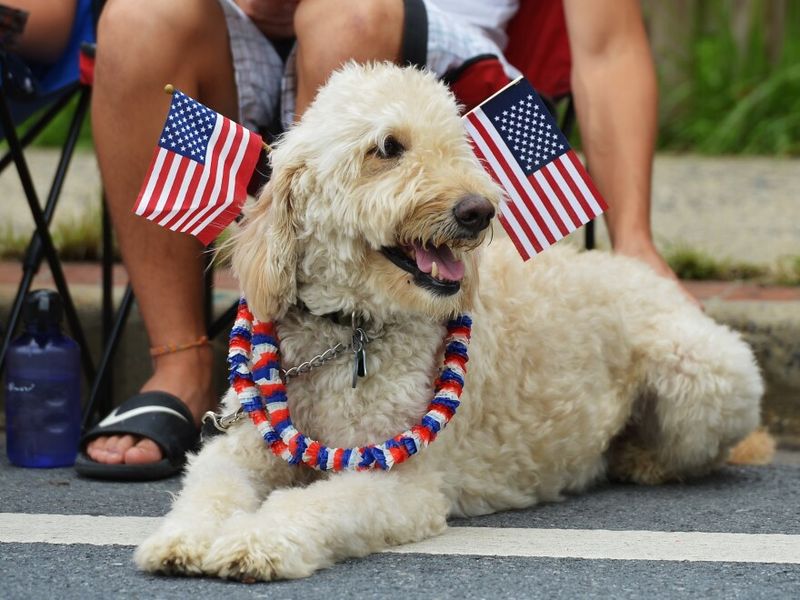 Miniature Poodle